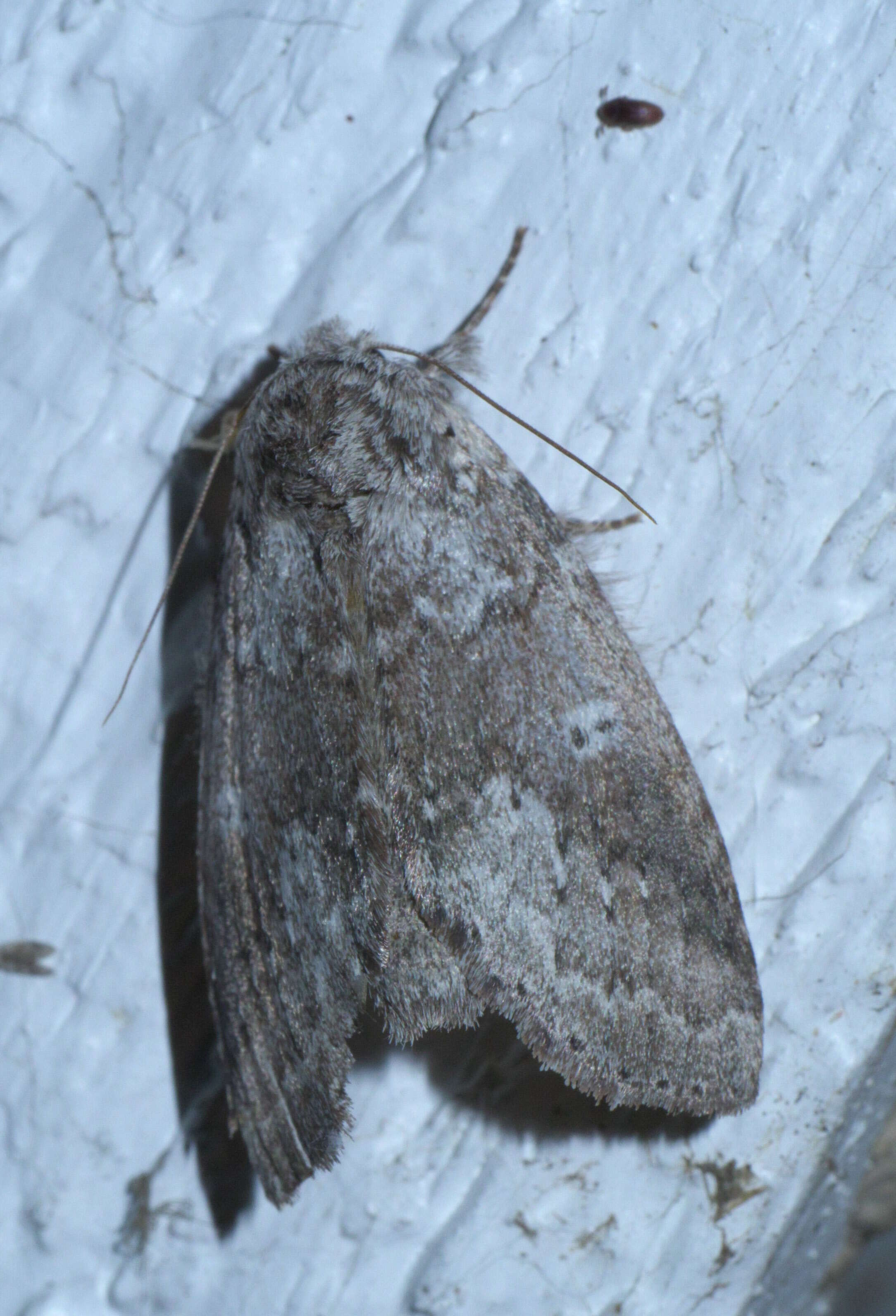 Image of Variable Oakleaf Caterpillar Moth