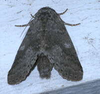 Image of Variable Oakleaf Caterpillar Moth