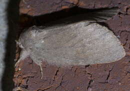 Image of Drab Prominent