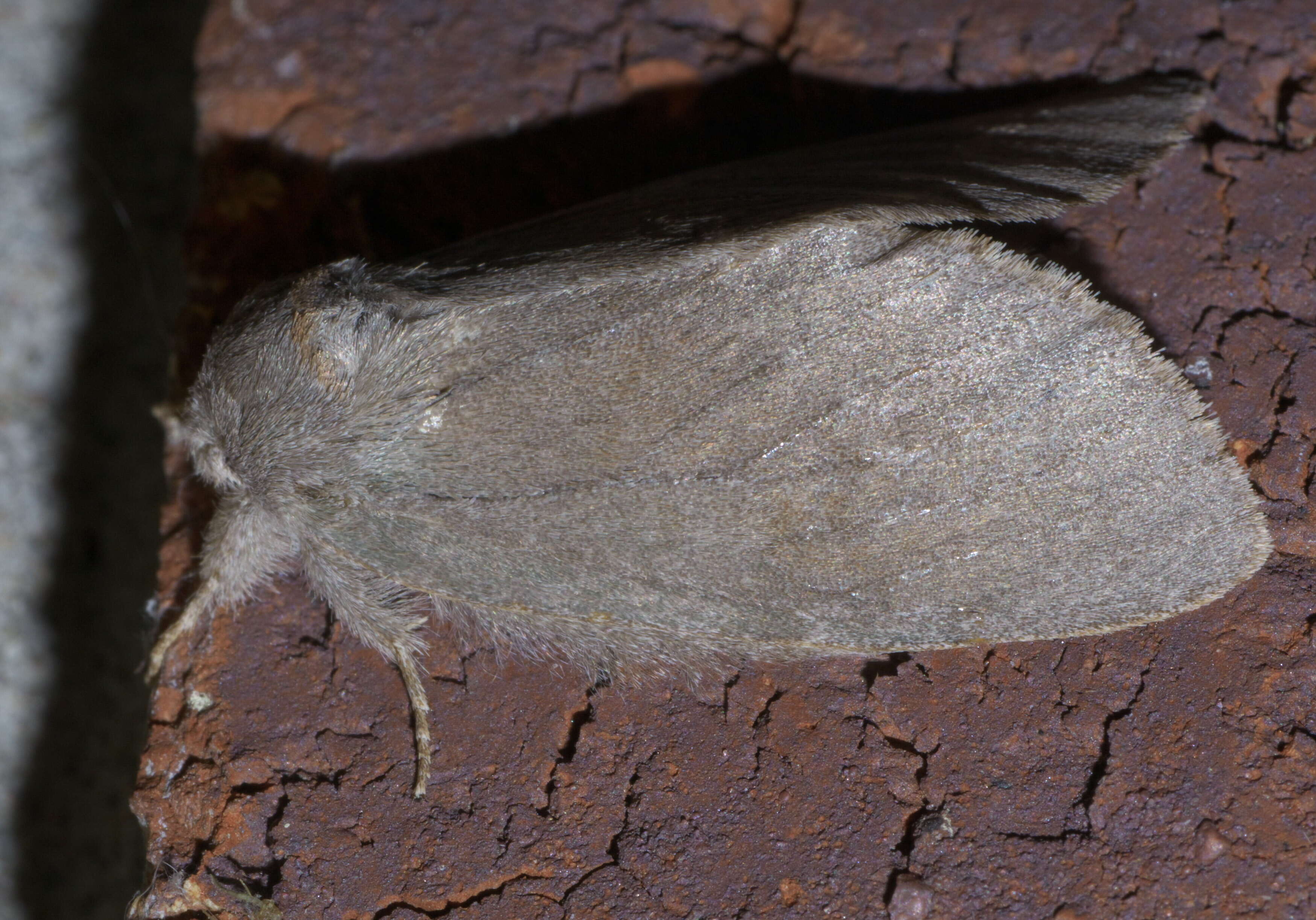 Image of Drab Prominent
