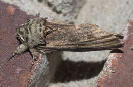 Image of Red-washed Prominent