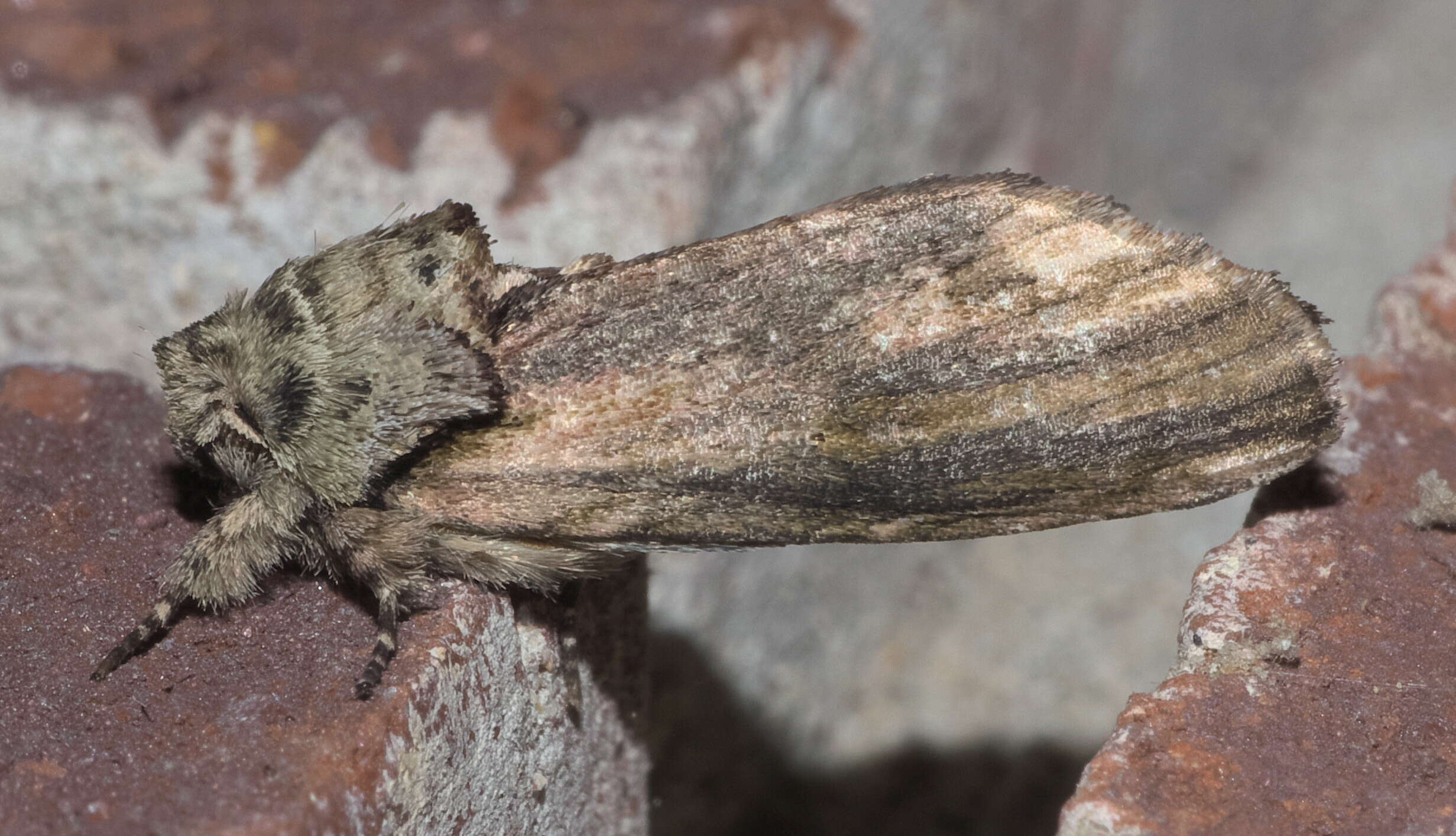 Image of Red-washed Prominent