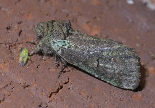 Image of Variegated Prominent, Unicorn Caterpillar Moth