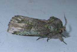 Image of Variegated Prominent, Unicorn Caterpillar Moth