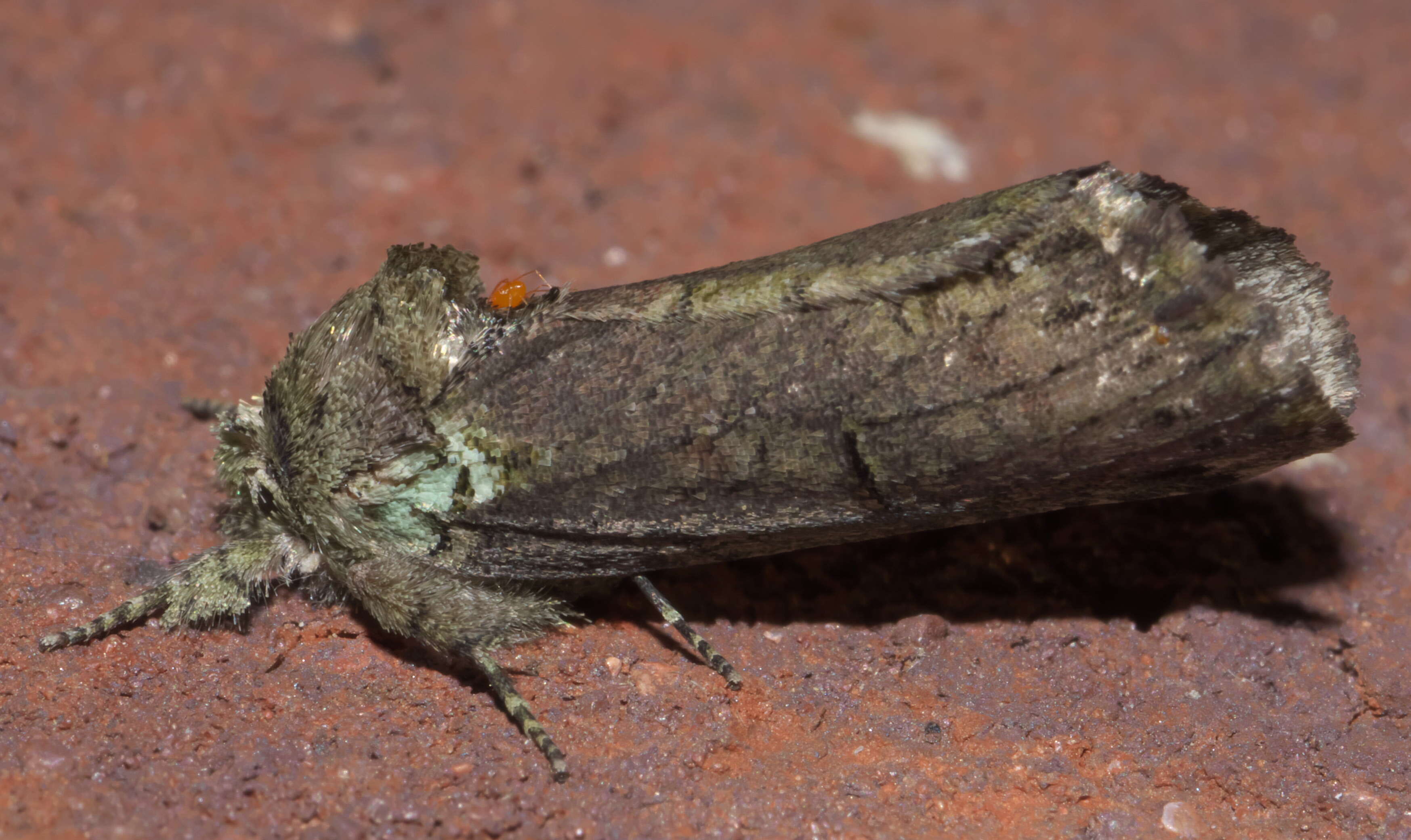 Image of Variegated Prominent, Unicorn Caterpillar Moth