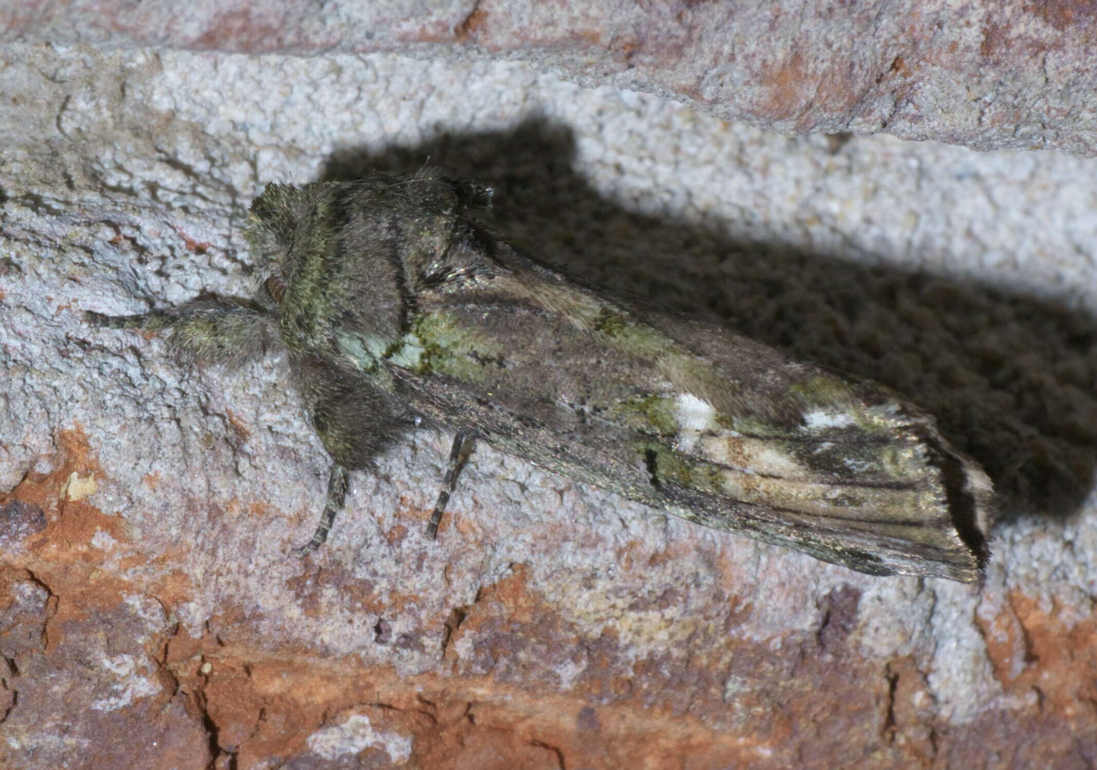 Image of Variegated Prominent, Unicorn Caterpillar Moth