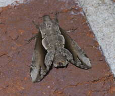 Image of Double-toothed Prominent