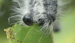 Image of Walnut Caterpillar Moth