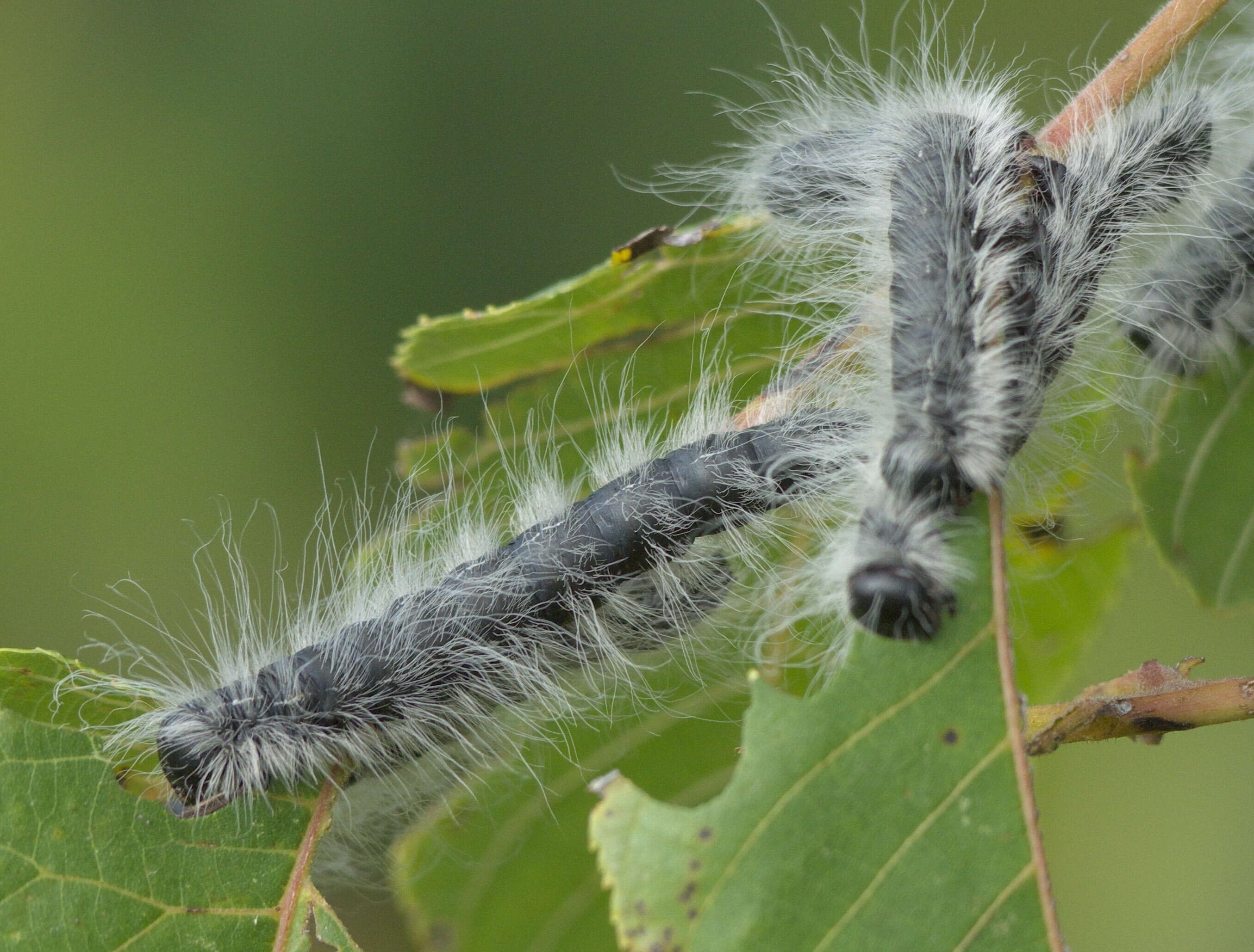 Image of Walnut Caterpillar Moth