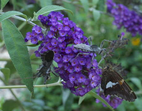 Image of Silver-spotted Skipper