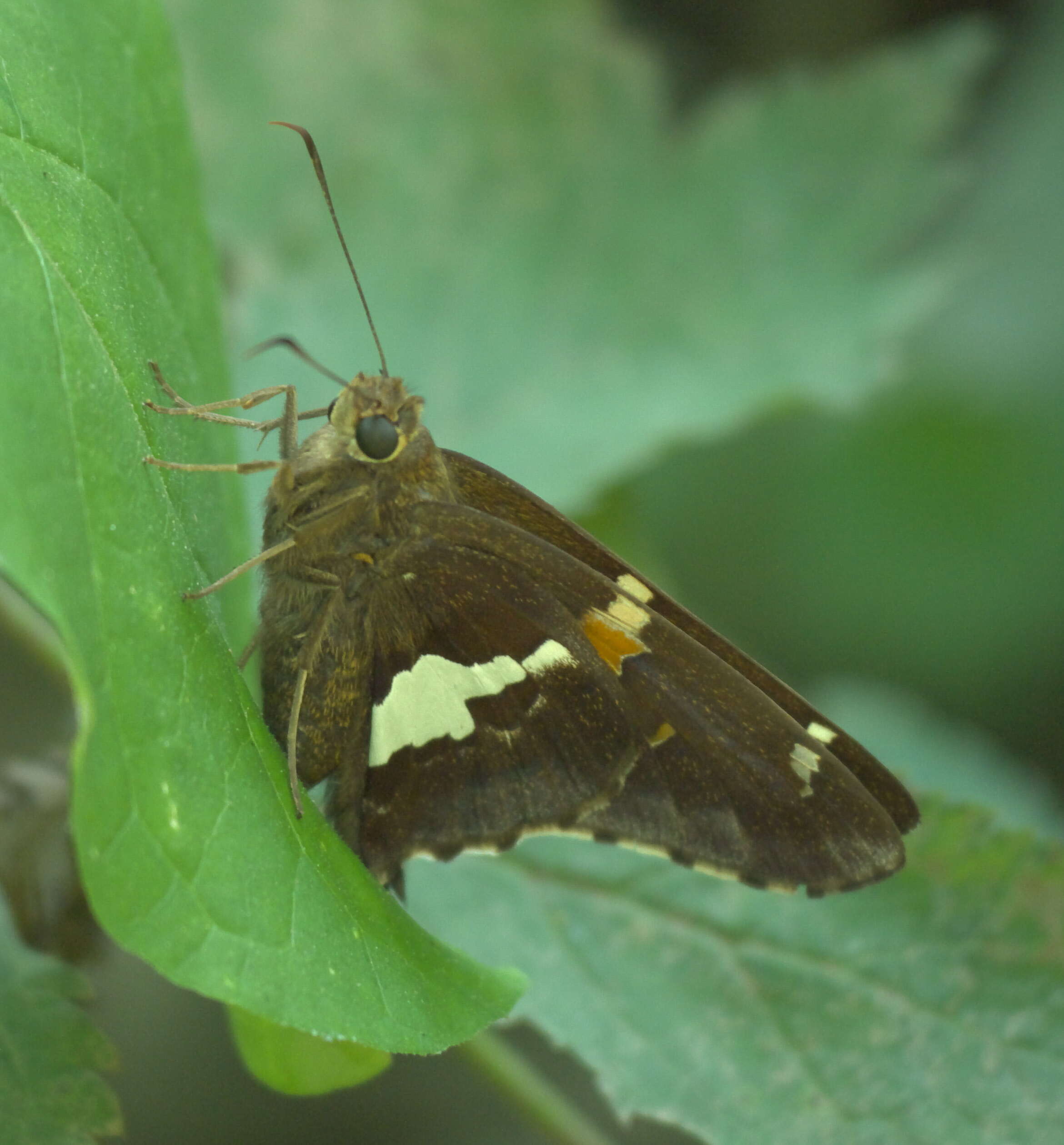 Image of Silver-spotted Skipper