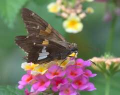 Image of Silver-spotted Skipper