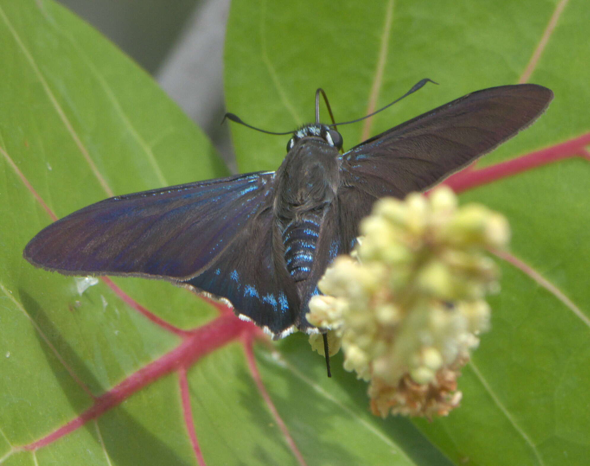 Plancia ëd Phocides pigmalion