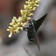 Plancia ëd Phocides pigmalion