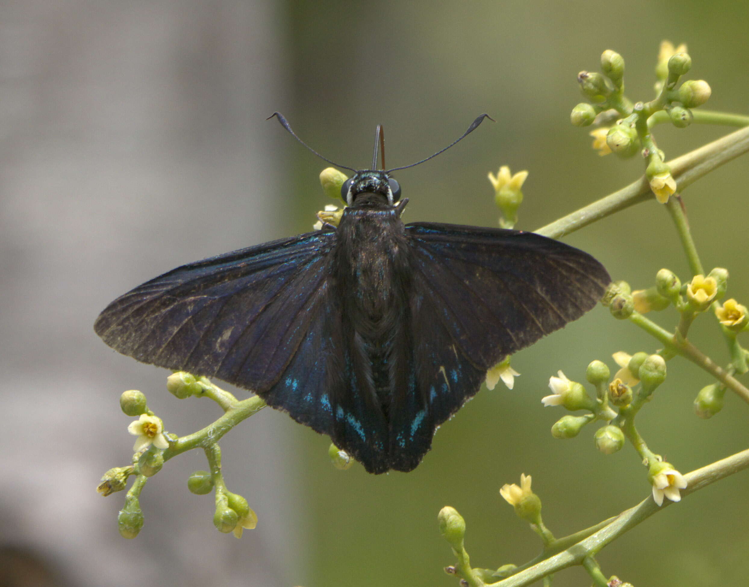 Plancia ëd Phocides pigmalion