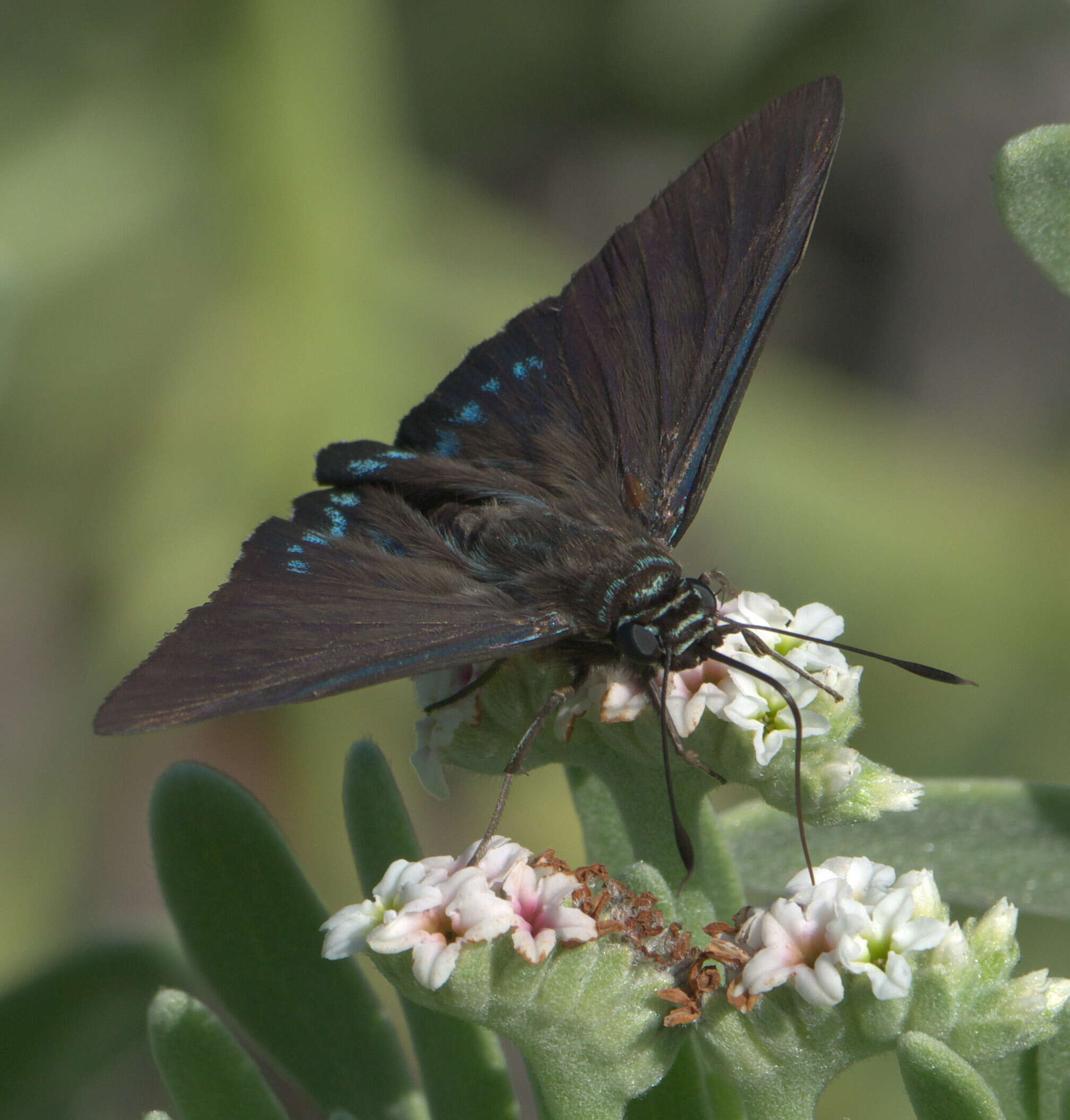 Plancia ëd Phocides pigmalion