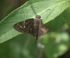 Image of Dorantes Longtail