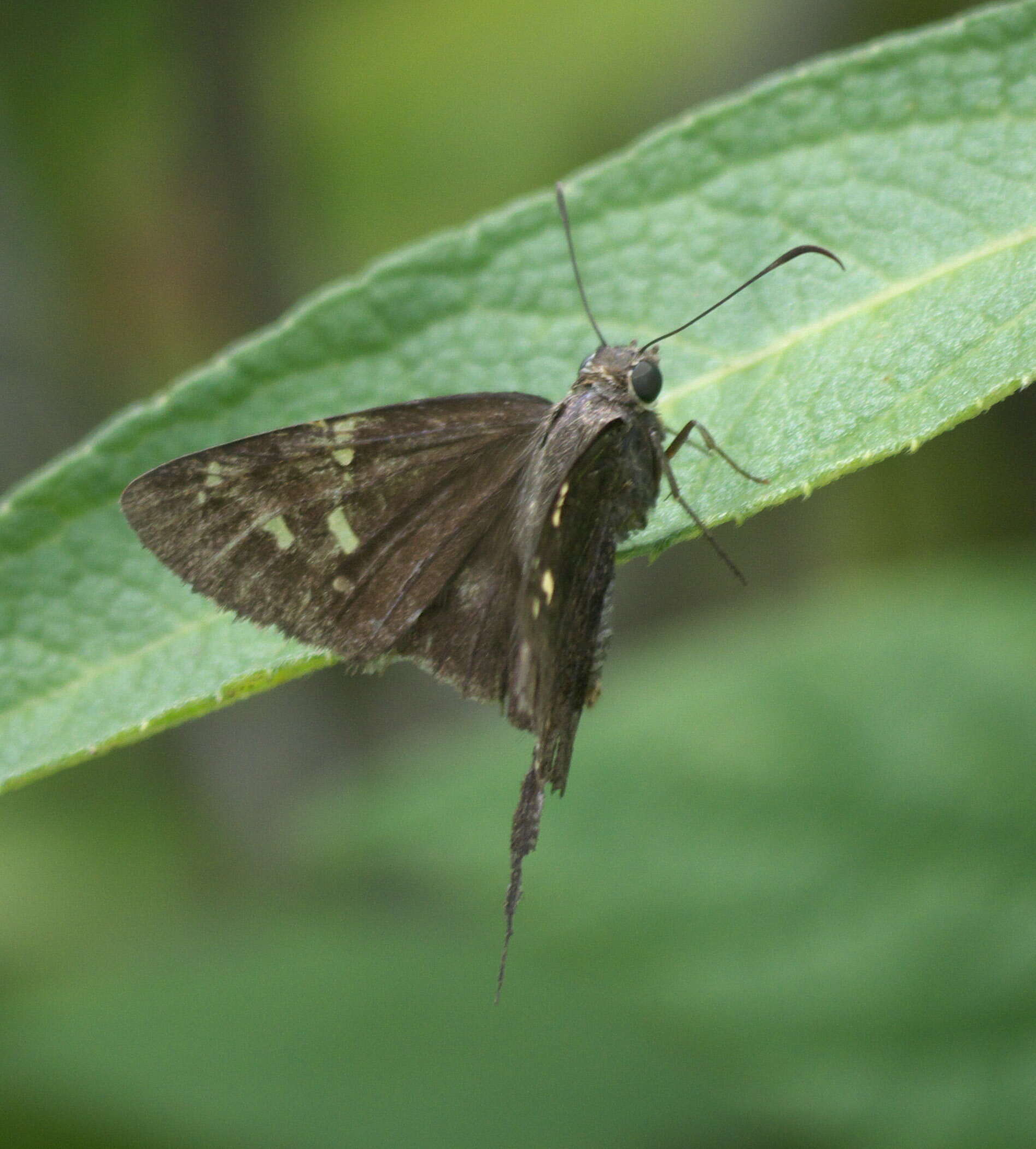 Image of Dorantes Longtail