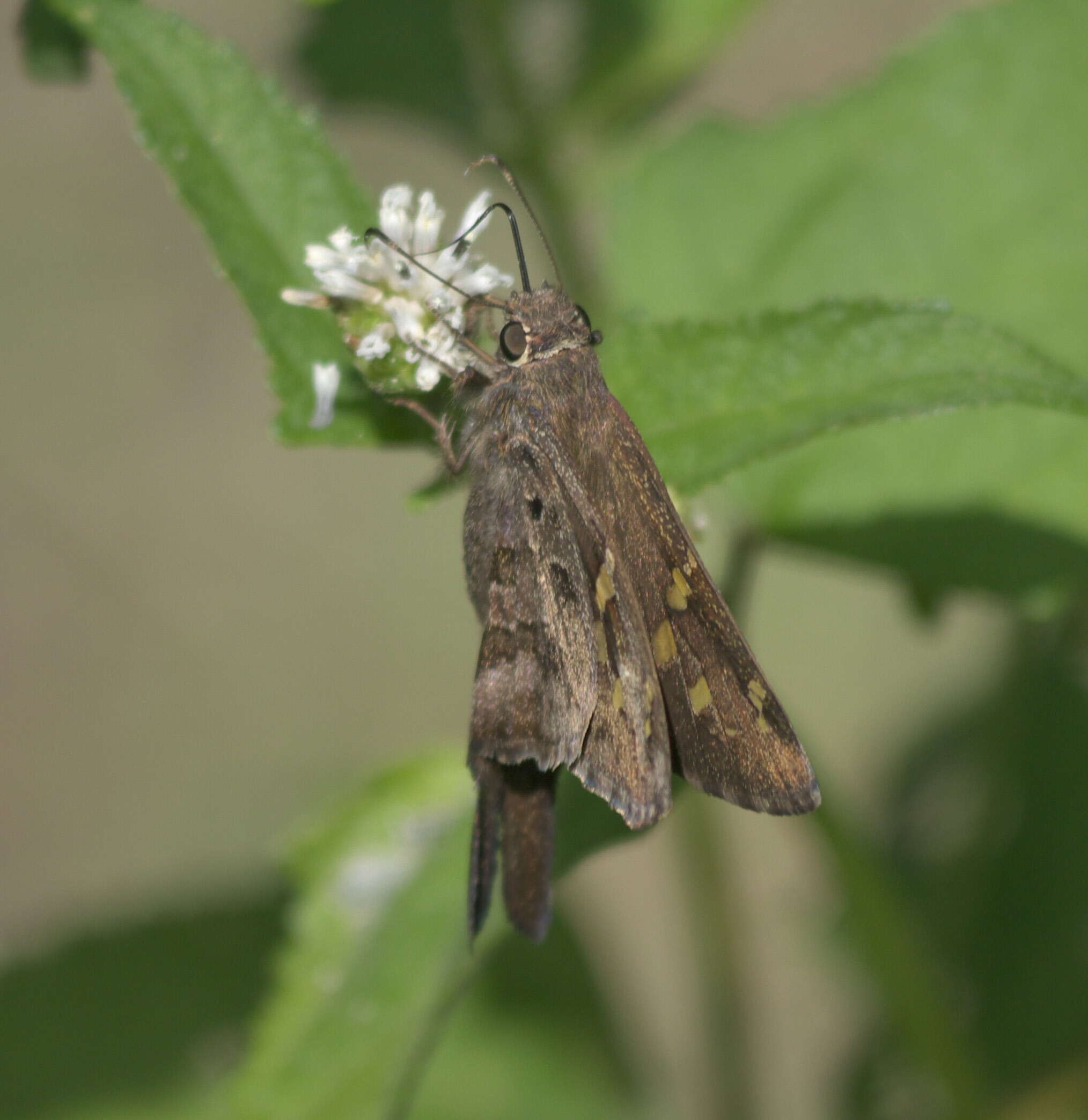 Image of Dorantes Longtail