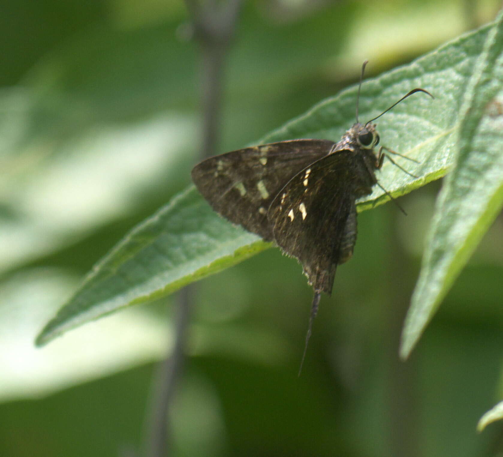 Image of Dorantes Longtail