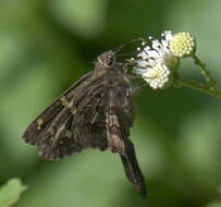 Image of Dorantes Longtail