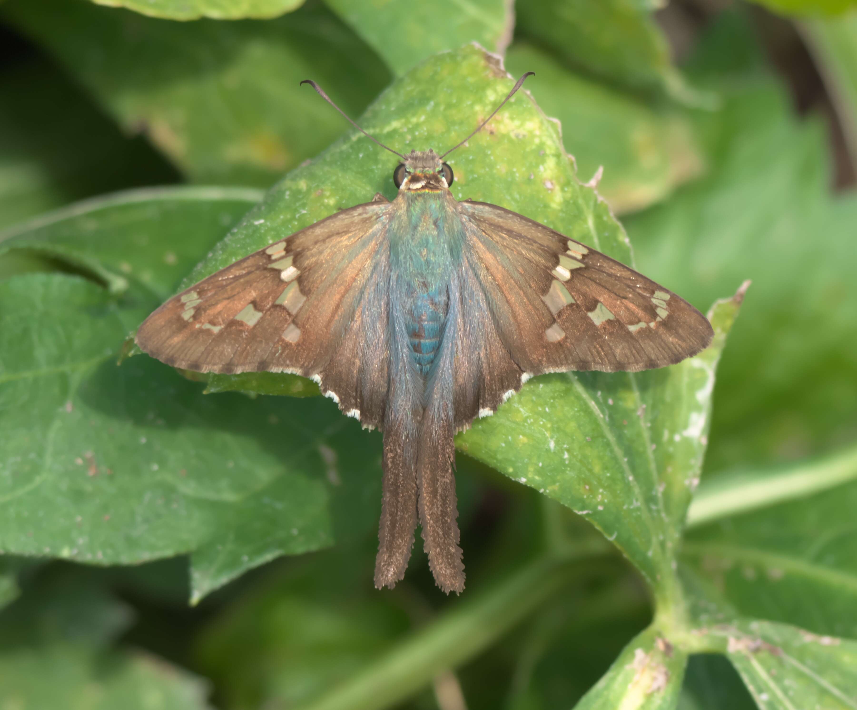 Image of Long-tailed Skipper