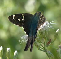 Image of Long-tailed Skipper