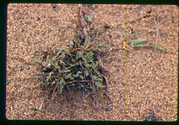 Image of Mulford's milkvetch