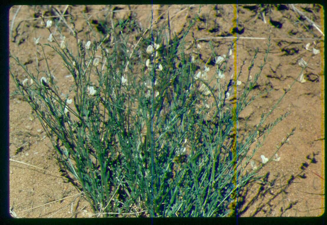 Image of Mulford's milkvetch