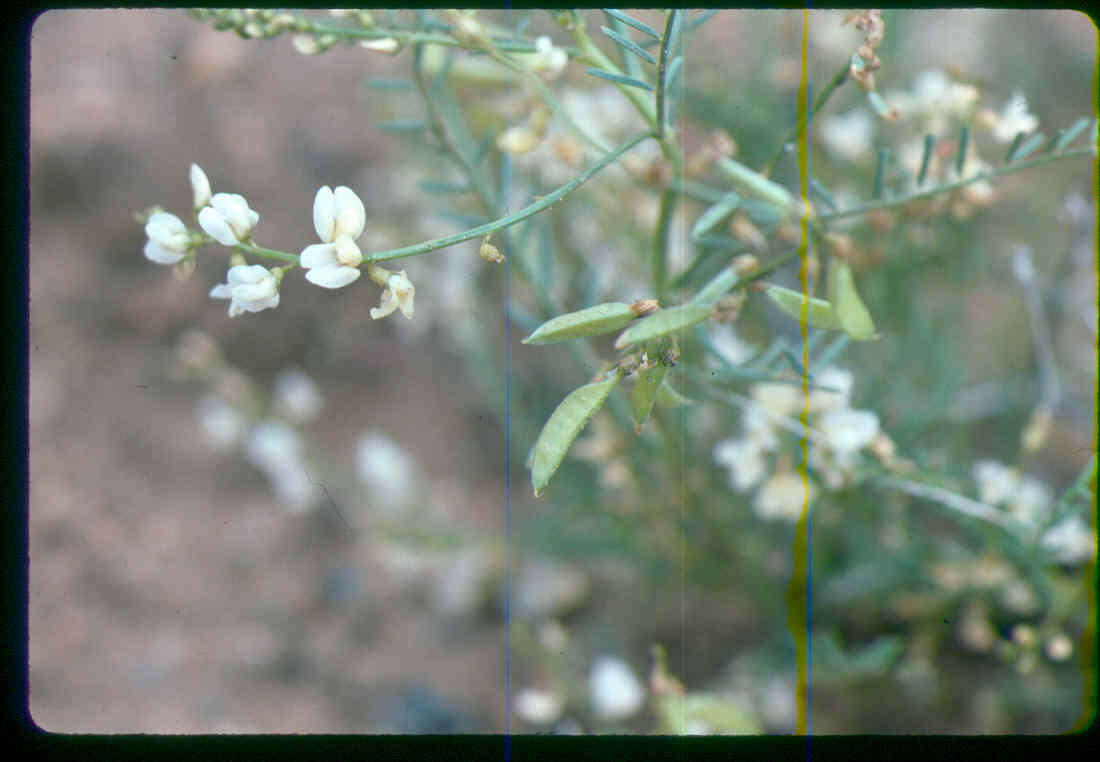 Image of Mulford's milkvetch