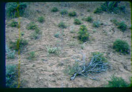 Image of Mulford's milkvetch