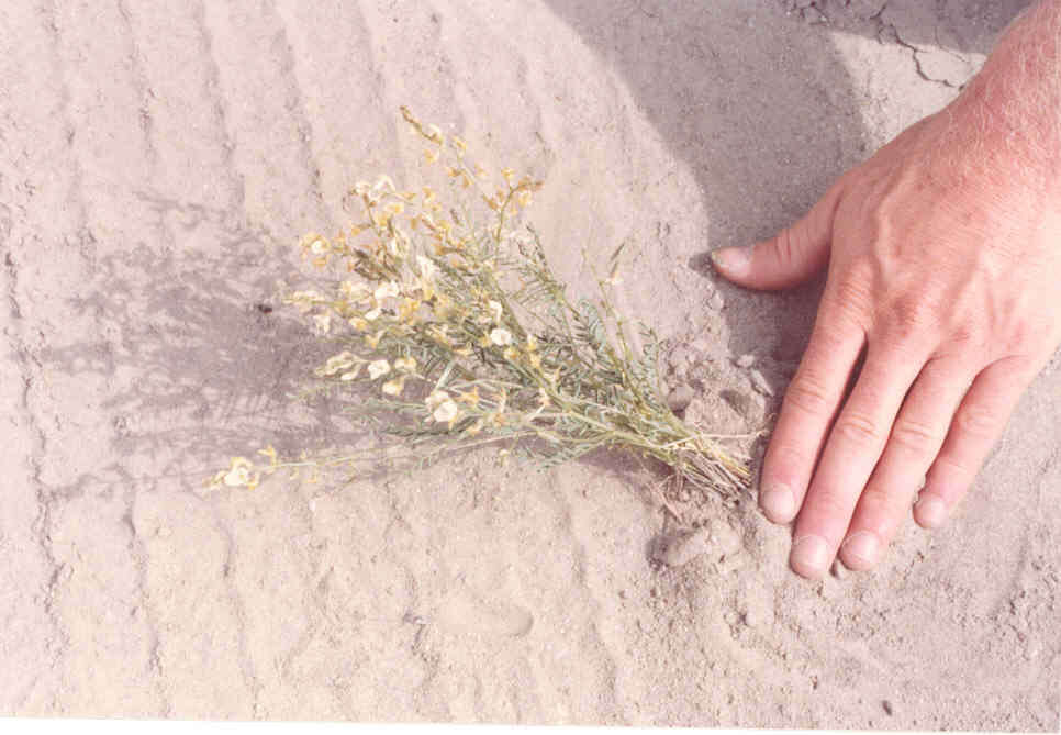 Image of Mulford's milkvetch