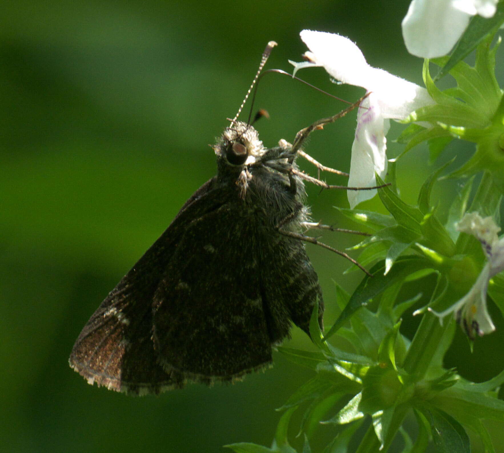 Image of Amblyscirtes belli