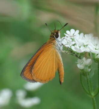 Imagem de Ancyloxypha numitor Fabricius 1793