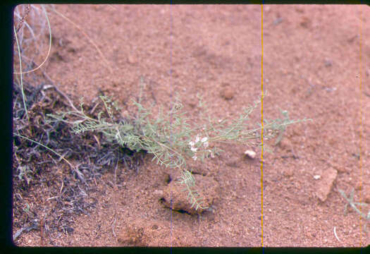 Image of Mulford's milkvetch