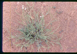 Image of Mulford's milkvetch