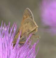 Atalopedes campestris Boisduval 1852 resmi