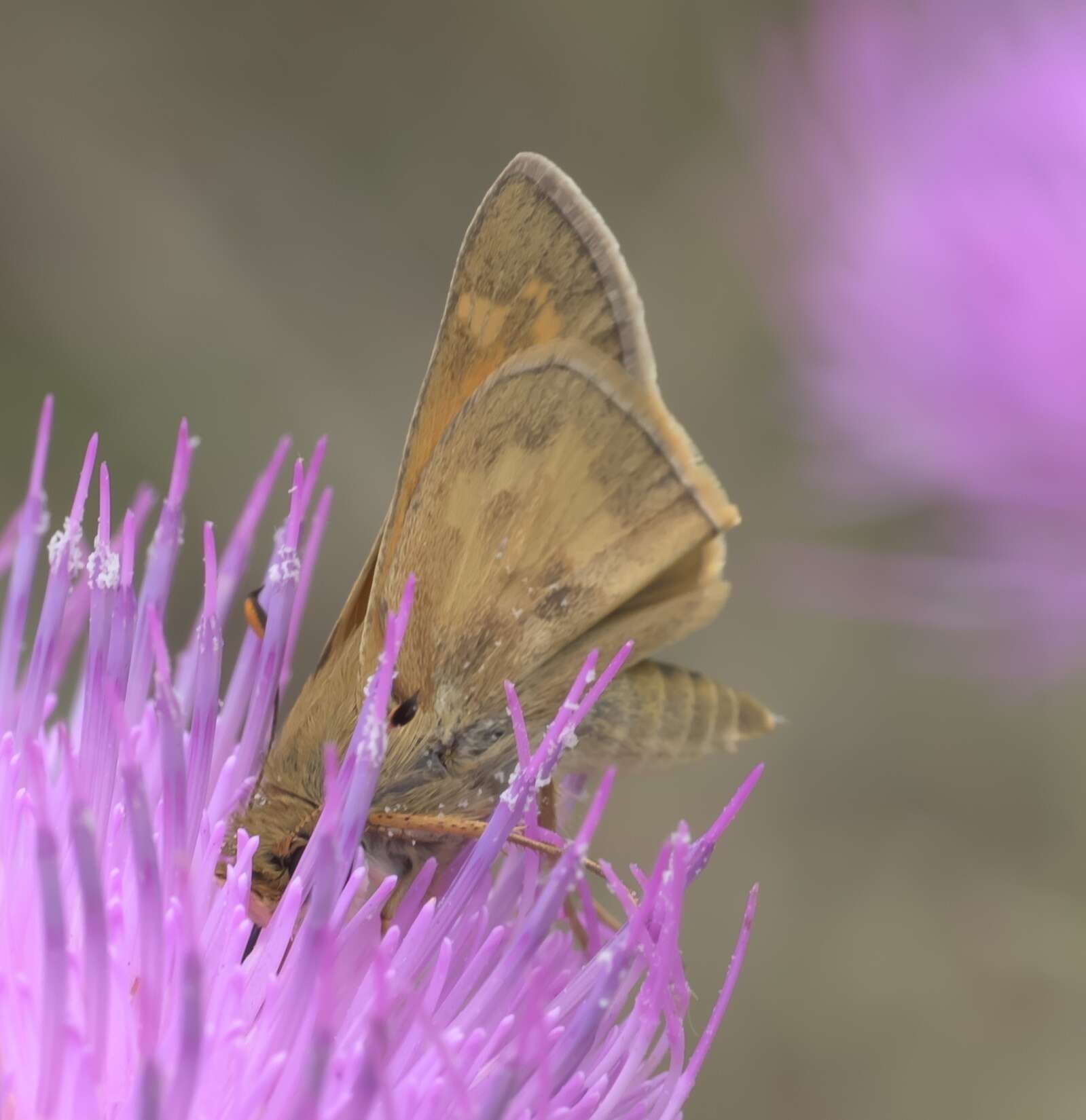 Atalopedes campestris Boisduval 1852 resmi