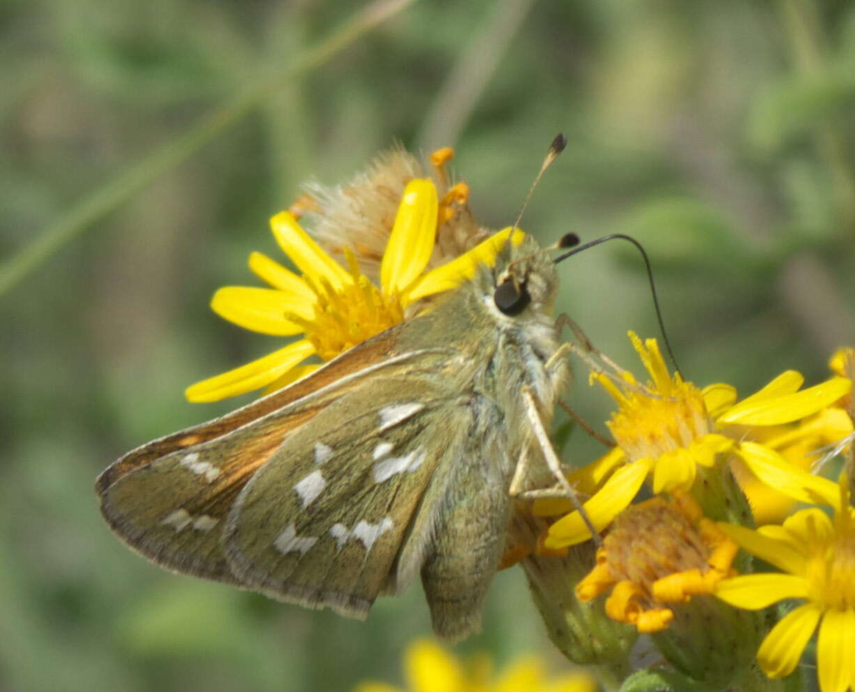 Image of Hesperia colorado