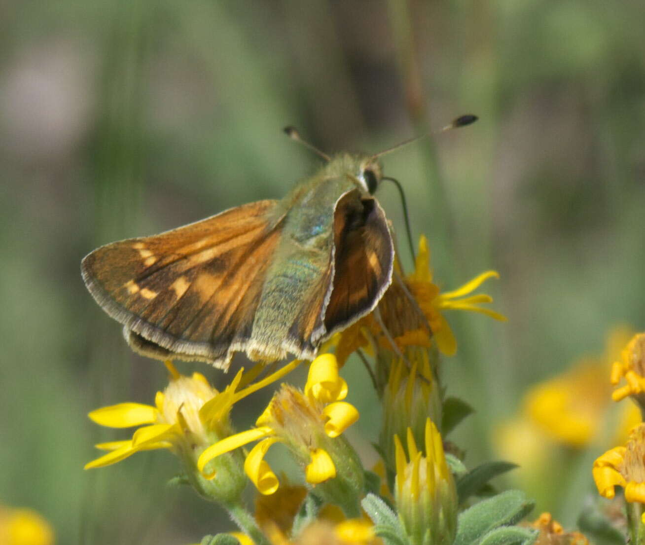 Image of Hesperia colorado