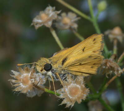 Image of Hylephila phyleus