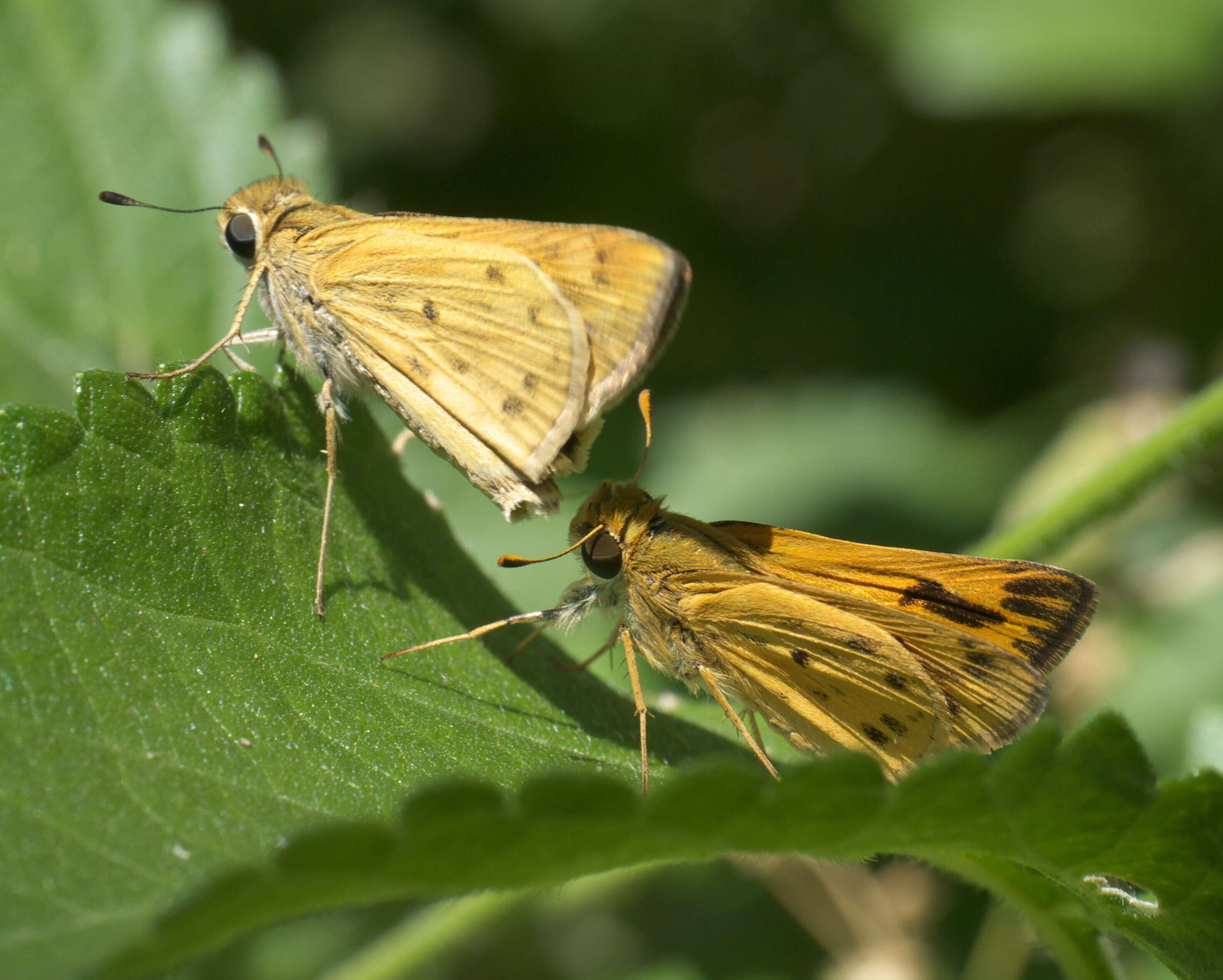 Image of Hylephila phyleus