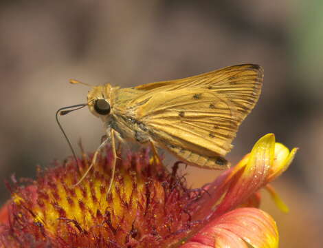 Image of Hylephila phyleus