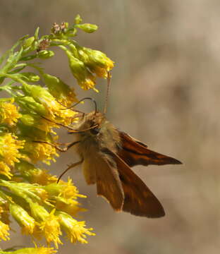 Ochlodes sylvanoides Boisduval 1852的圖片