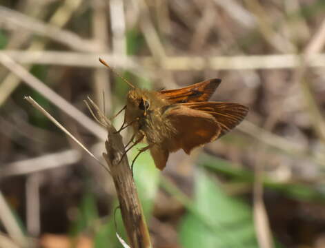 Ochlodes sylvanoides Boisduval 1852的圖片