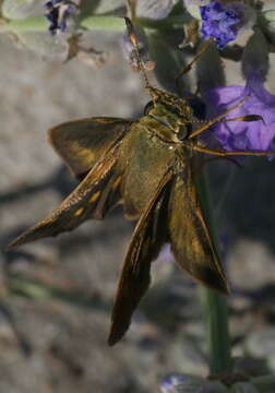 Image of Tawny-edged Skipper