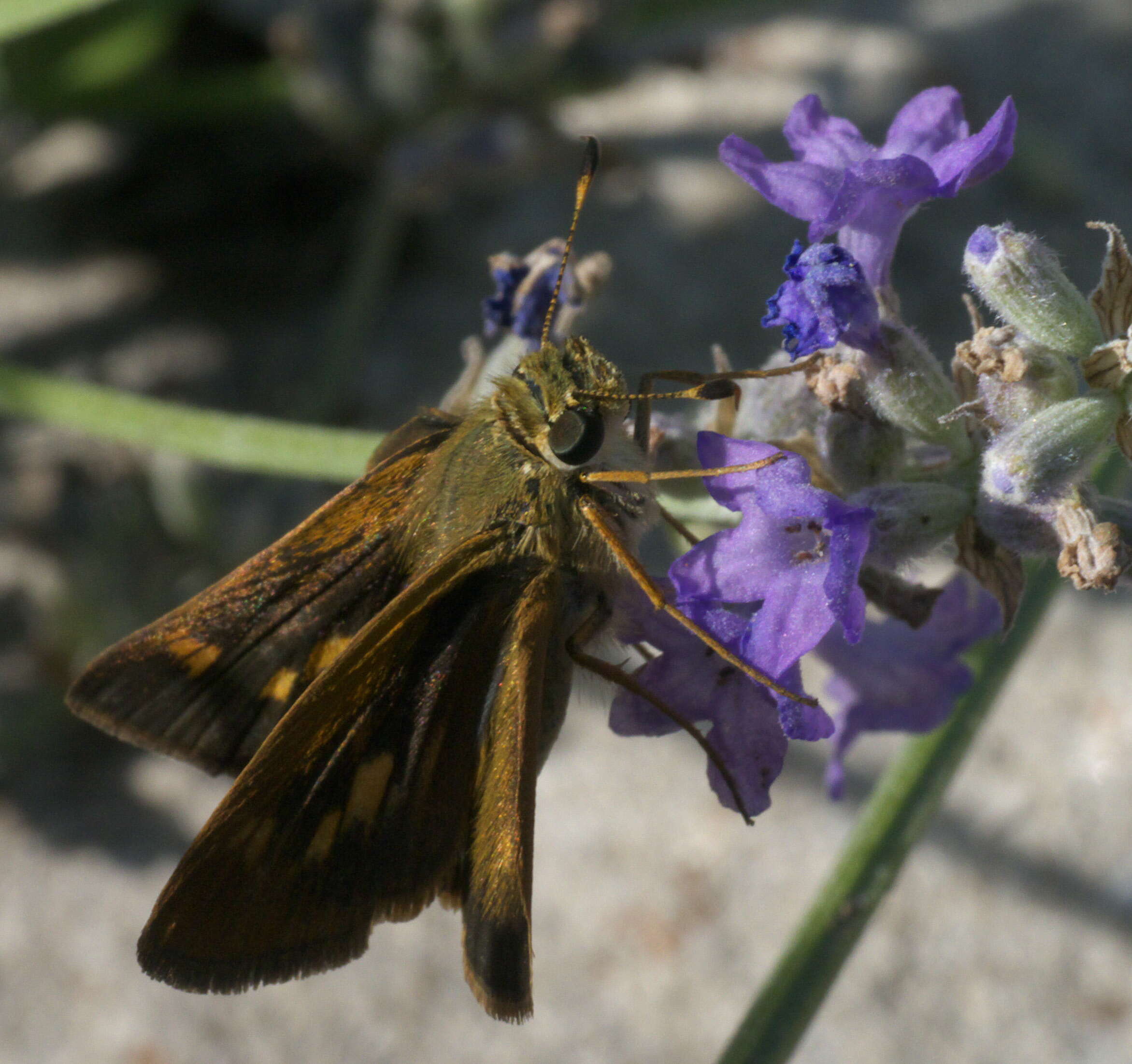 Image of Tawny-edged Skipper