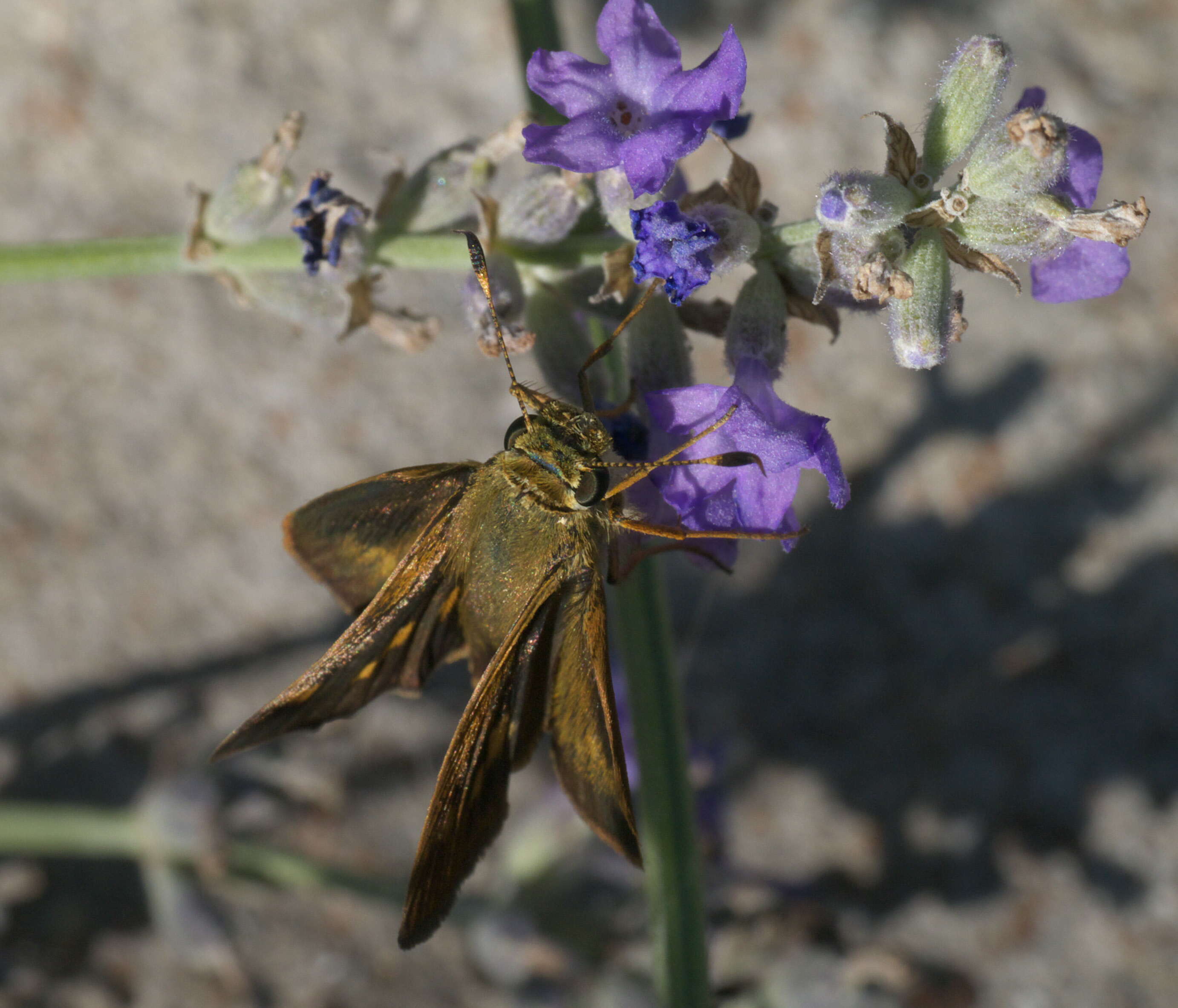 Image of Tawny-edged Skipper