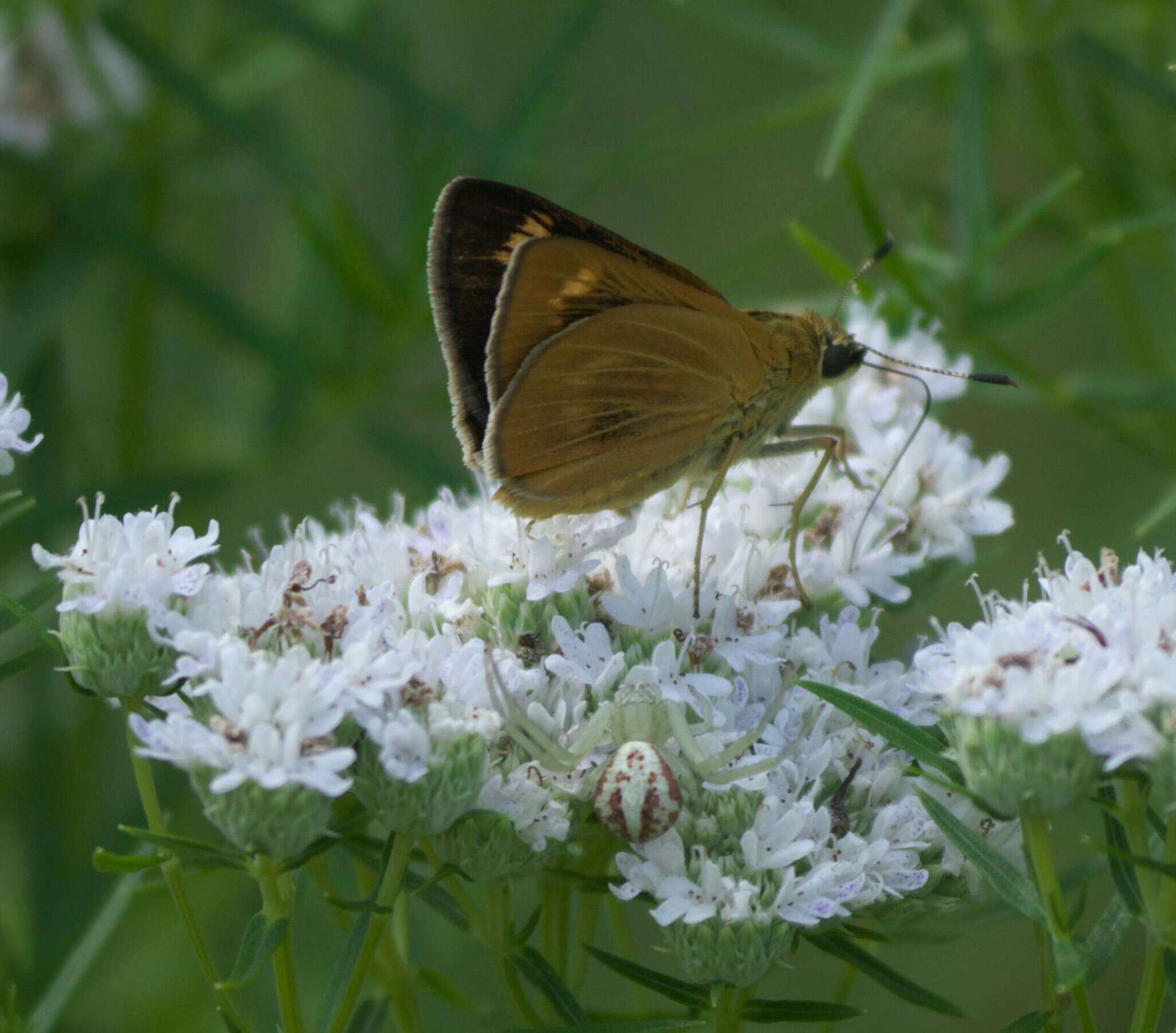 Image of Byssus Skipper