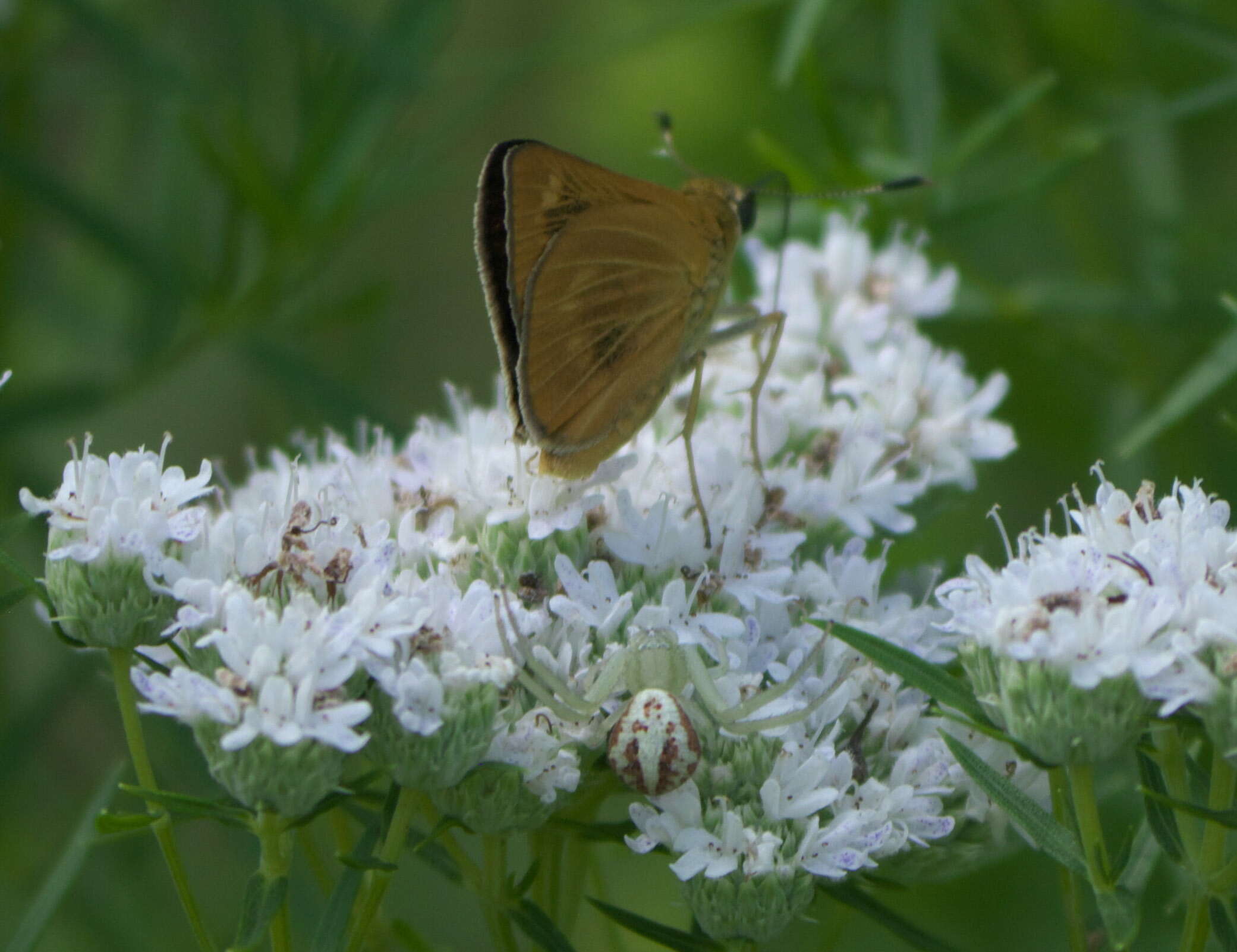 Image of Byssus Skipper